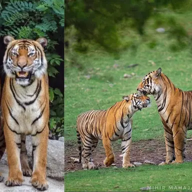 Profile image of Tiger