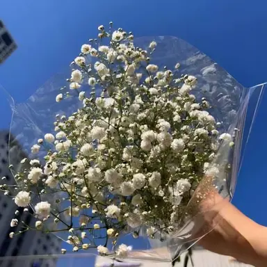 Profile image of 쿠로바 카이토