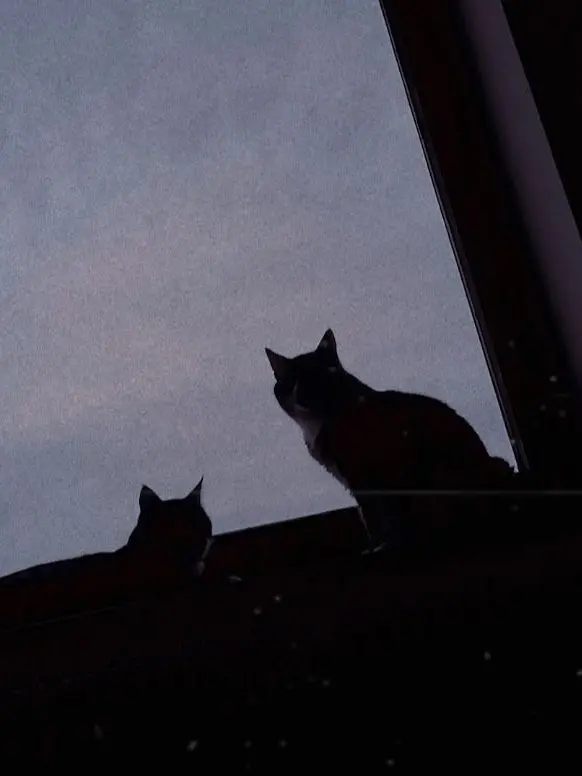 stabeolf320의 二匹の猫 🐺🐙