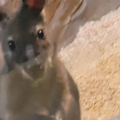 Profile image of 김준호