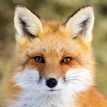 Profile image of Fox