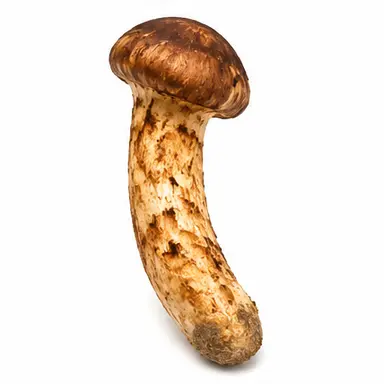 Profile image of 잎새버섯
