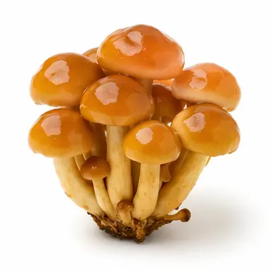 Profile image of 팽이버섯