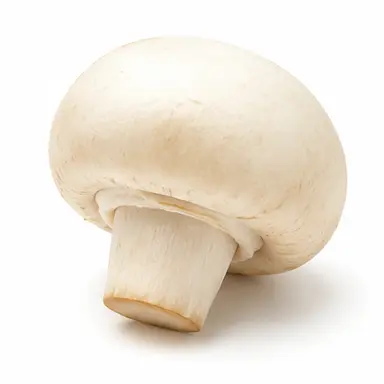 Profile image of 양송이버섯