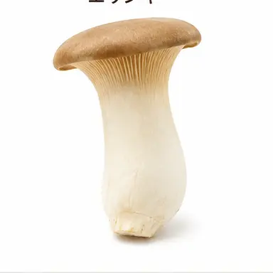 Profile image of エリンギ