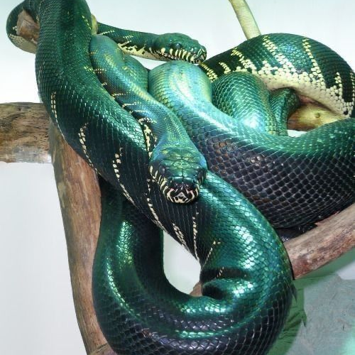 🐍 대표 이미지