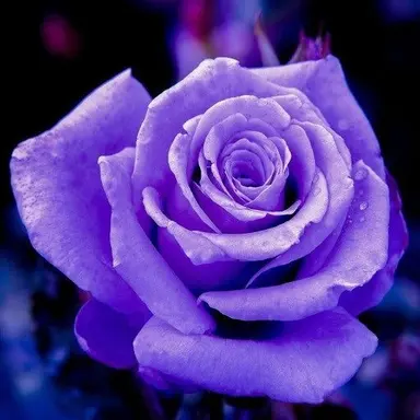 Profile image of 애저