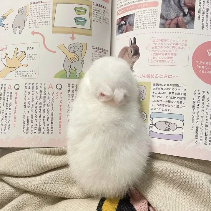 아기 토끼 수인