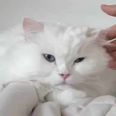 Profile image of 코코