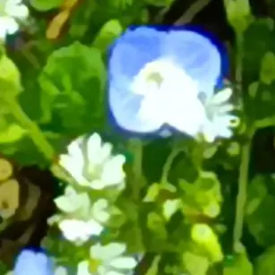 Sakuradaikonn의 田舎の学校の転入生⸜(*˙꒳˙*)⸝