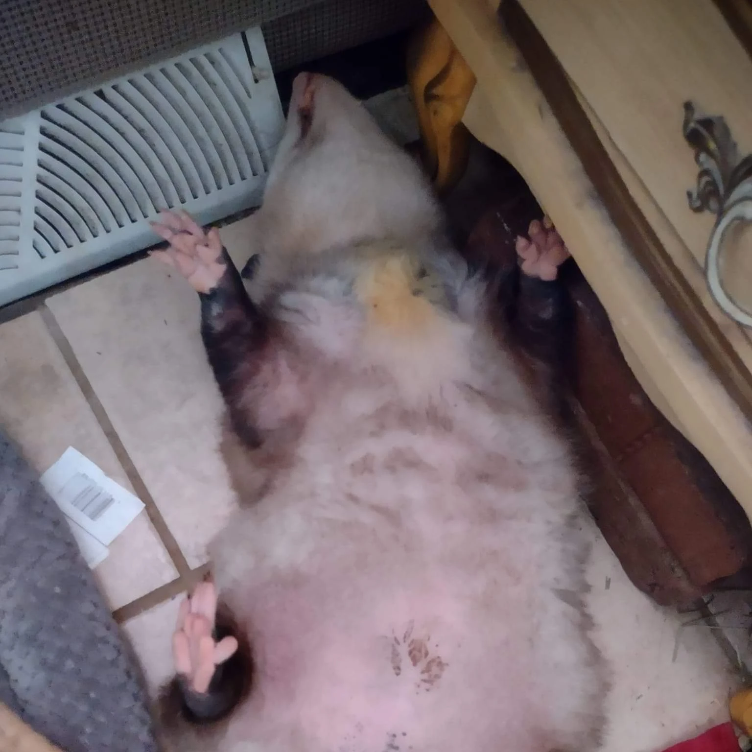 허이호