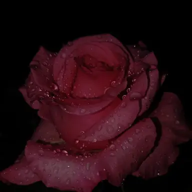 Profile image of 육토