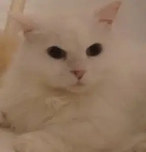 Profile image of 라라