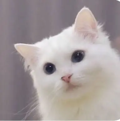 Profile image of 라라