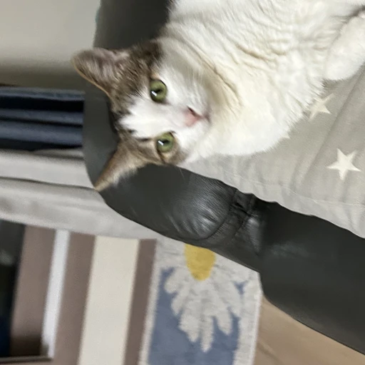 콩이