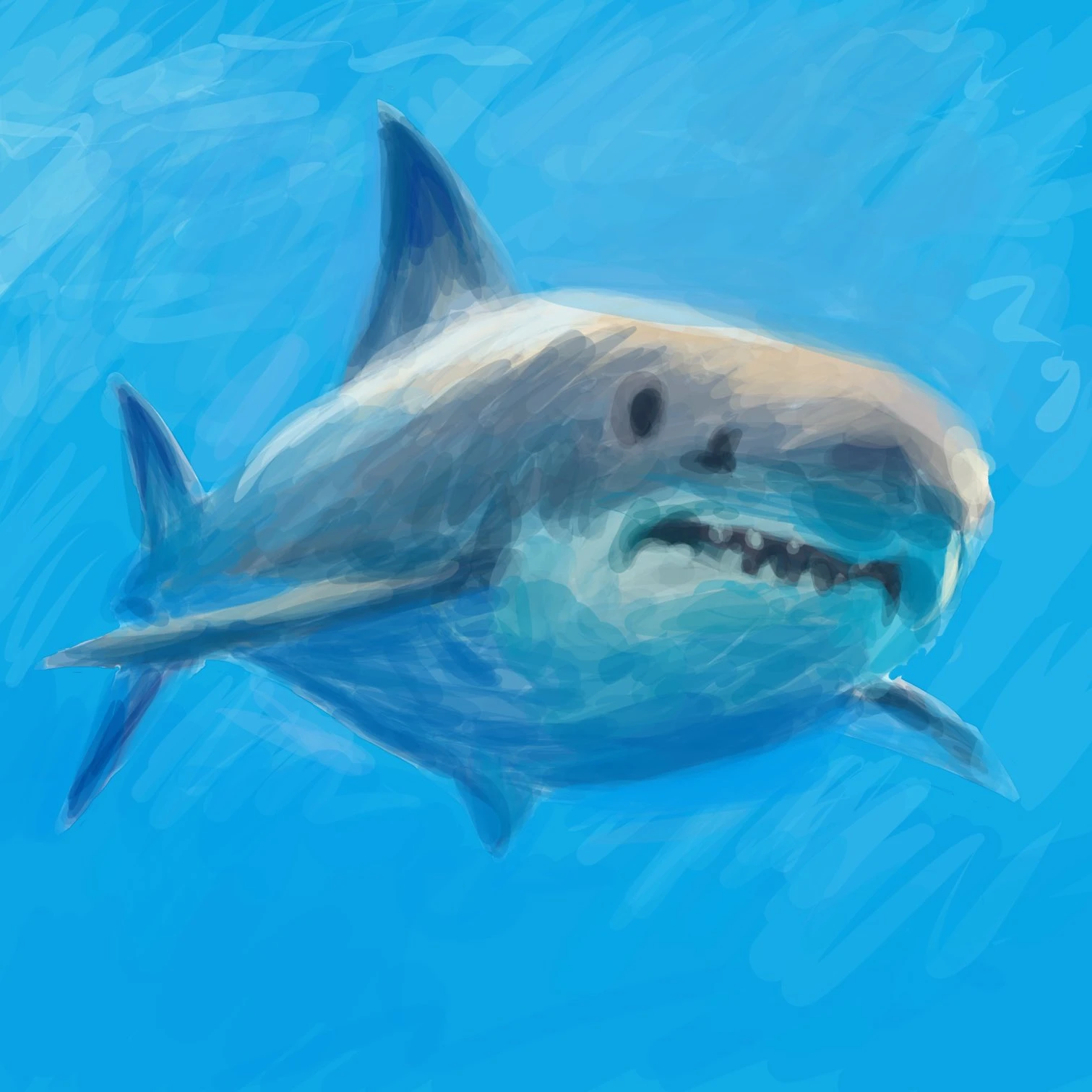 ホホジロザメ