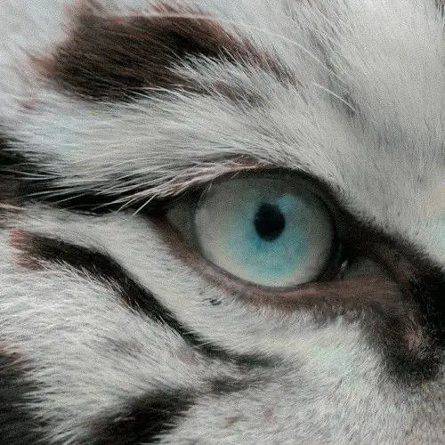 DaringSpray0274의 アムールトラの白変種