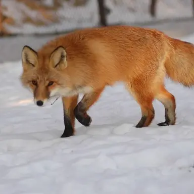 Profile image of 여우