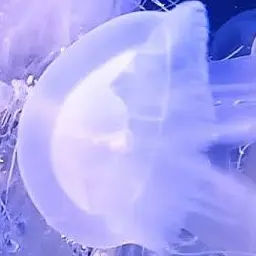 Profile image of 奏太