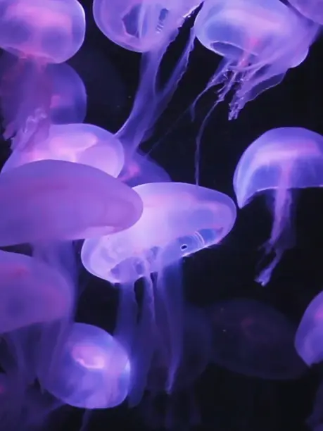 Spica____o0의 遊び