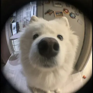 Profile image of 뭉치