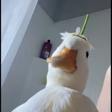 Profile image of 뚜뚱
