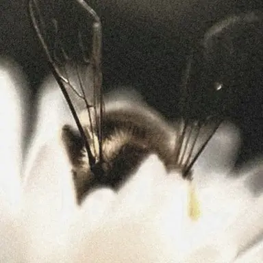 Profile image of 비비