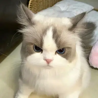 Profile image of 강한냥