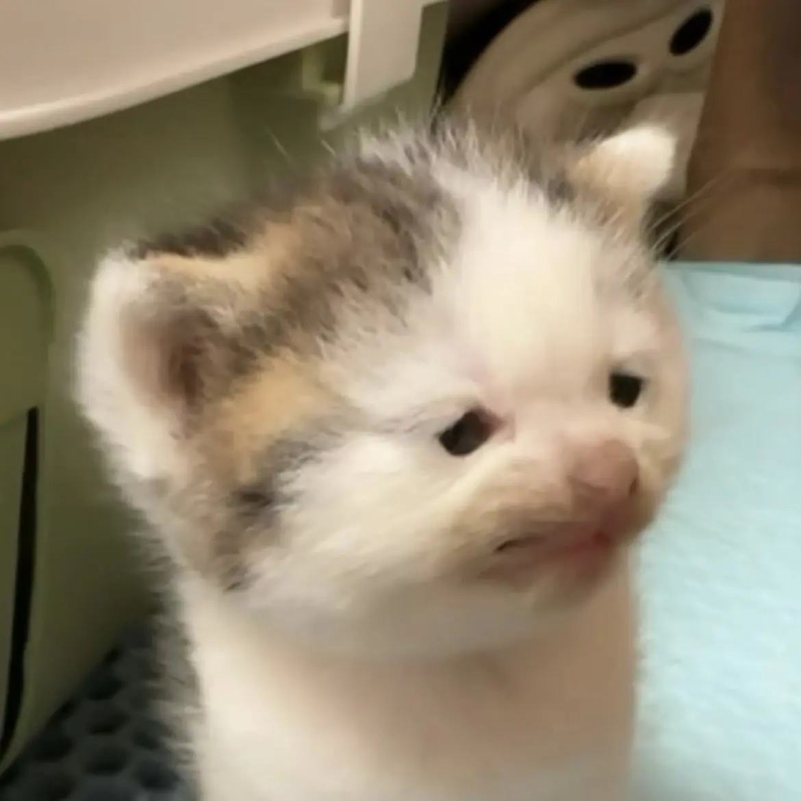 catwhitecat의 고양이