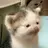 고양이