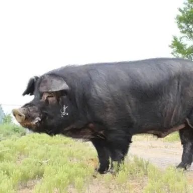 Profile image of 여우