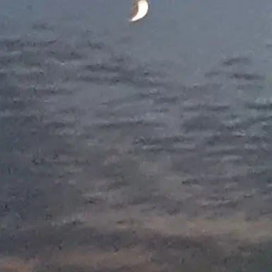 Profile image of 림무무