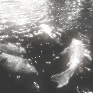 Profile image of 퓨어바닐라