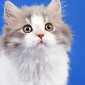 Profile image of 강현수무리4명