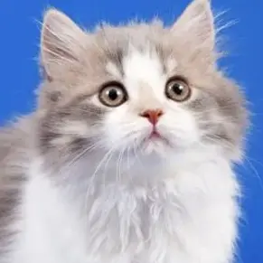 Profile image of 허익환