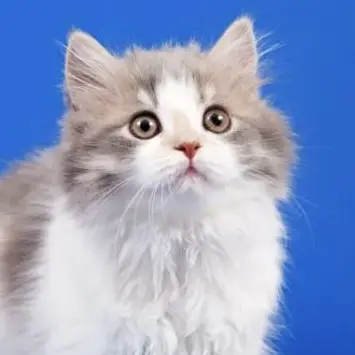 Profile image of 조두순