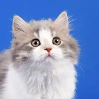 Profile image of 강현수