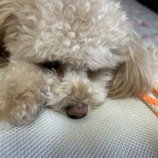 Cherish7의 강아지