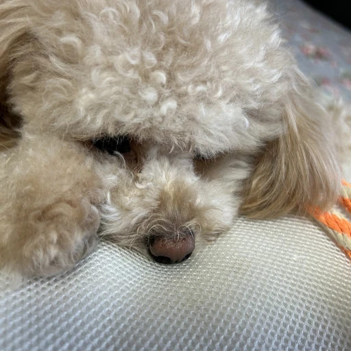 강아지