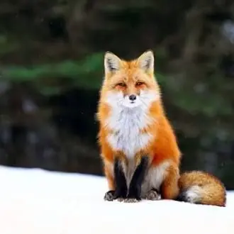 Profile image of 록시