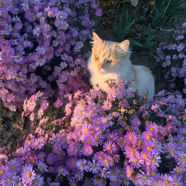 Profile image of 수현