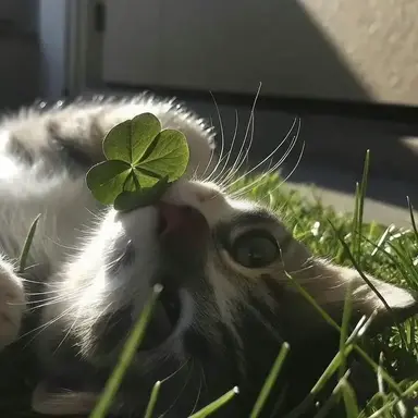 Profile image of 공룡