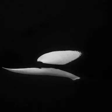 Profile image of Kill Bill