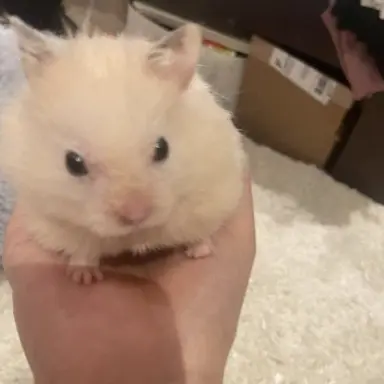 Profile image of 하찌