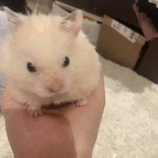 CockyDuvet9309의 햄스터와,아기를 입양햇당