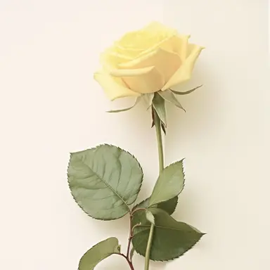 Profile image of 키츠네 리무