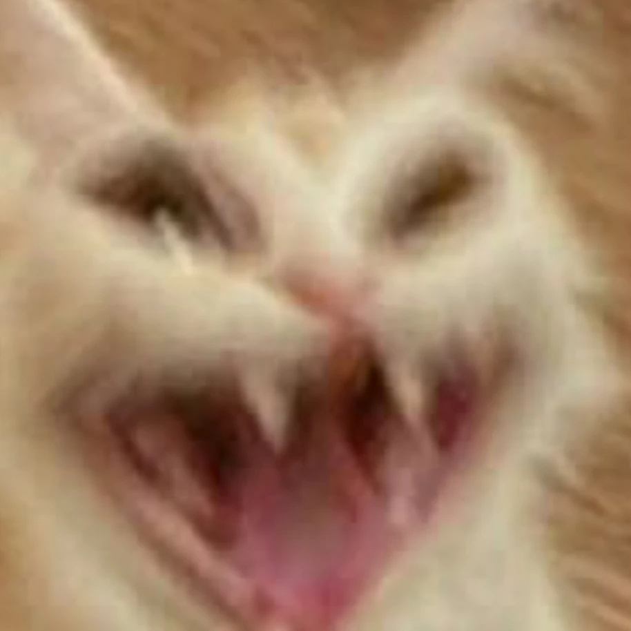 미친 고양이