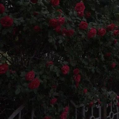 Profile image of 플래그