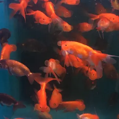 Profile image of 코마