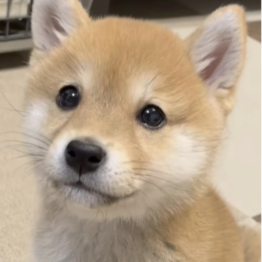 시오
